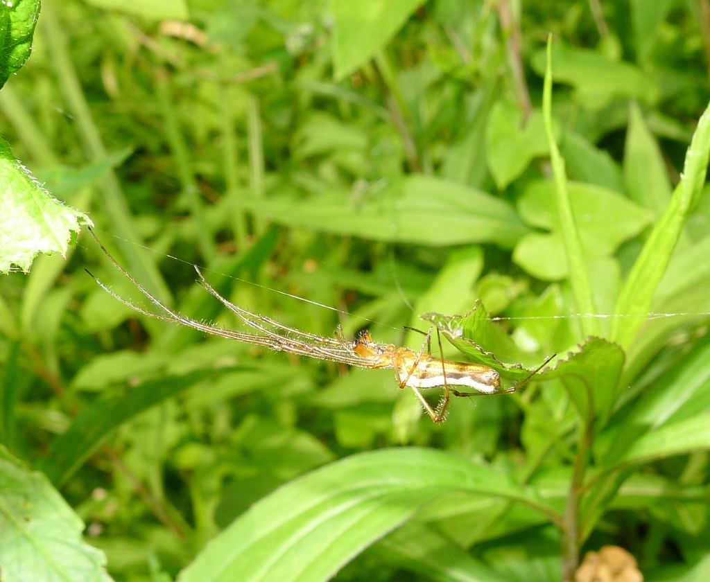 Tetragnatha sp. Sesto ed Uniti (CR)